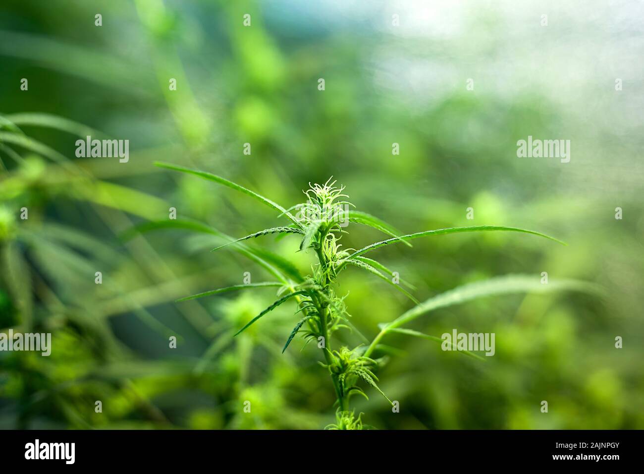 Vert floraison sativa cannabis bud. belle plante de la marijuana médicale. Banque D'Images