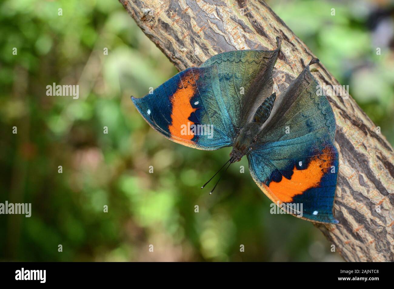 Kallima inachus papillon avec ailes ouvertes, également connu sous le nom de orange oakleaf Banque D'Images
