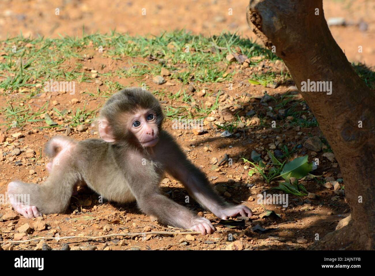Singe Mignon Banque De Photographies Et D Images A Haute Resolution Alamy