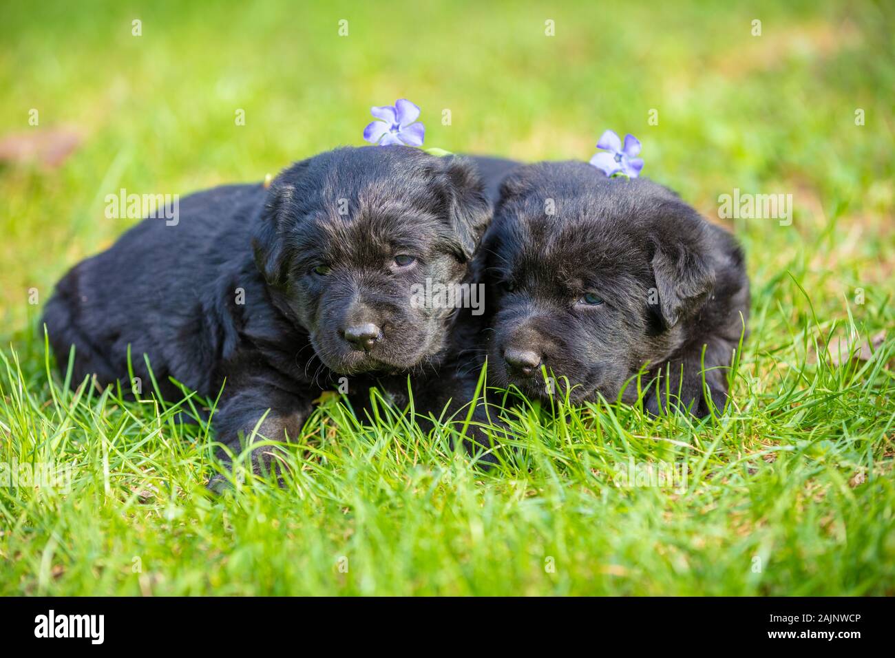 Deux petits chiots noirs d'un Labrador retriever couché dans l'herbe dans le jardin au printemps Banque D'Images