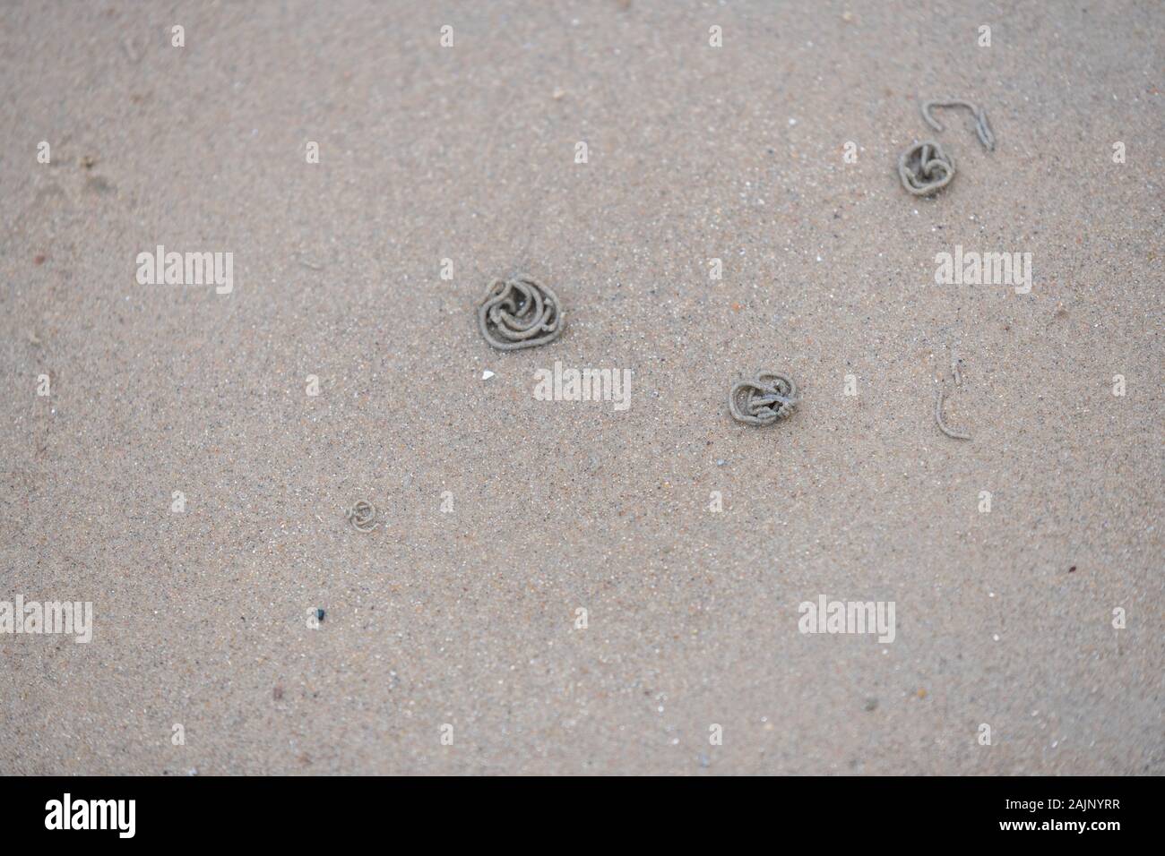 Lugworms creuser au travers de la plage de sable sur la côte Banque D'Images