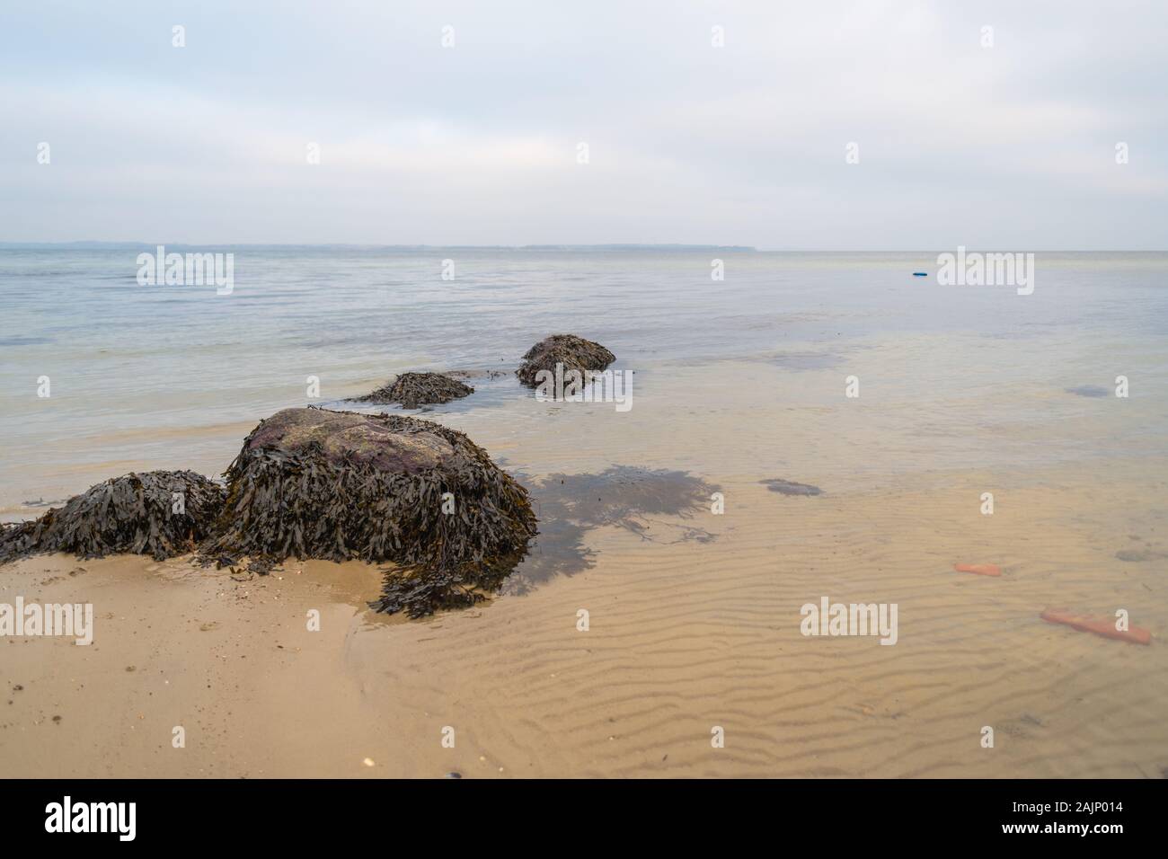 Il y a beaucoup d'algues sur les pierres sur la plage de sable Banque D'Images