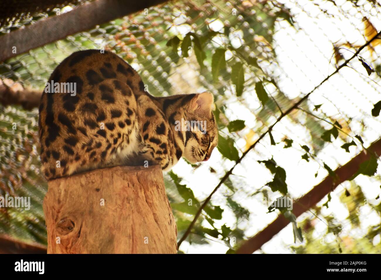 Chat-léopard assis sur un rondin de bois Banque D'Images