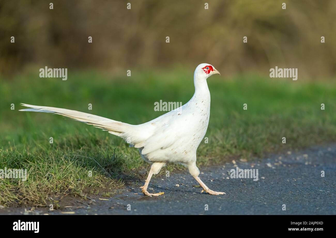 Leucistic ou blanc (nom scientifique : Faisan de Colchide Phasianus colchicus) Rare chez un homme politique Faisan de Colchide, faisant face à droite, route de passage Banque D'Images