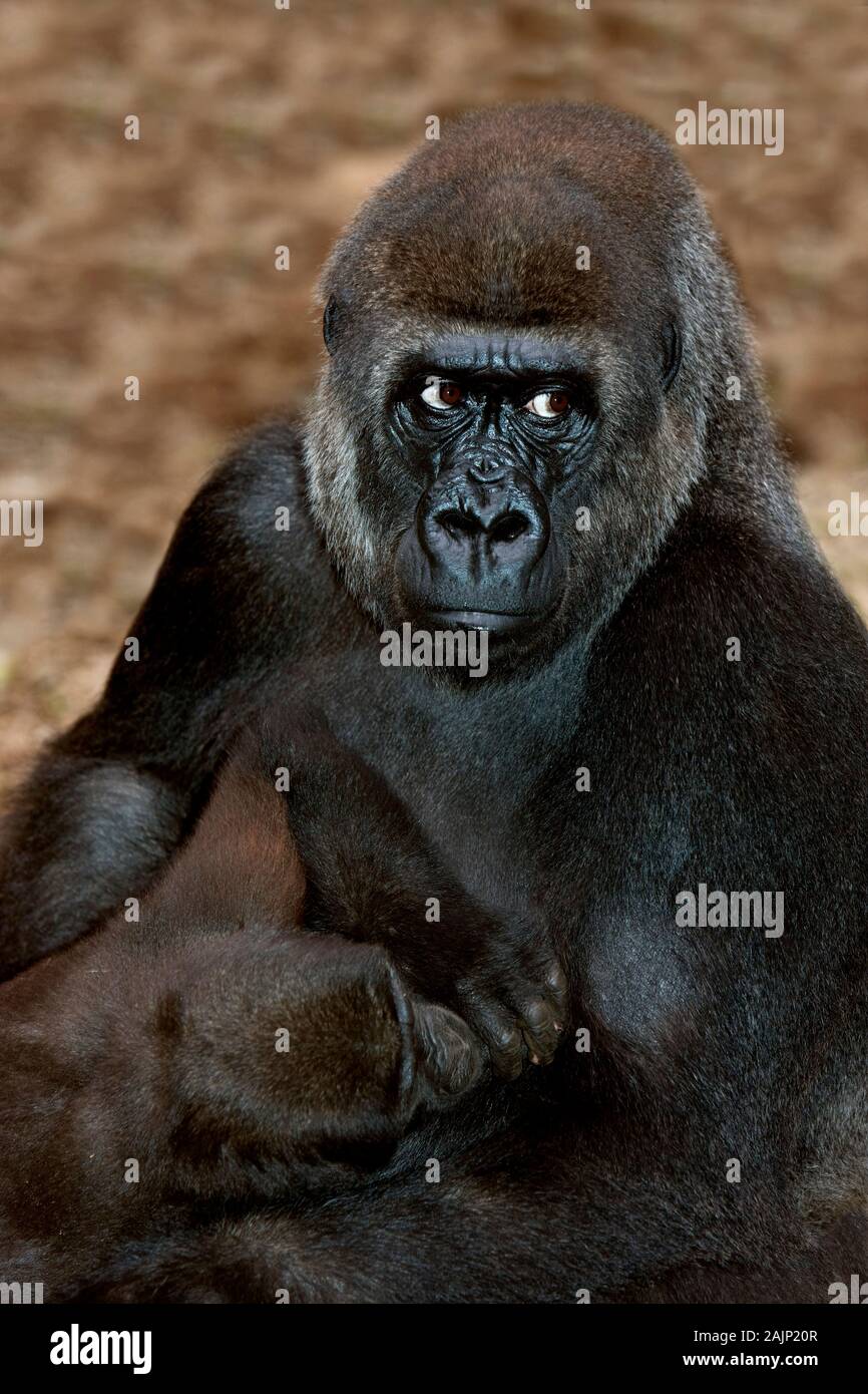 EASTERN LOWLAND gorilla gorilla gorilla graueri, JEUNE SUCER Banque D'Images