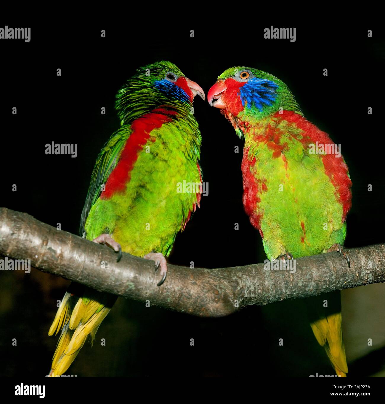 Remorquer bordée de rouge LORIKEET charmosyna placentis mâles SUR UNE BRANCHE SUR FOND NOIR Banque D'Images