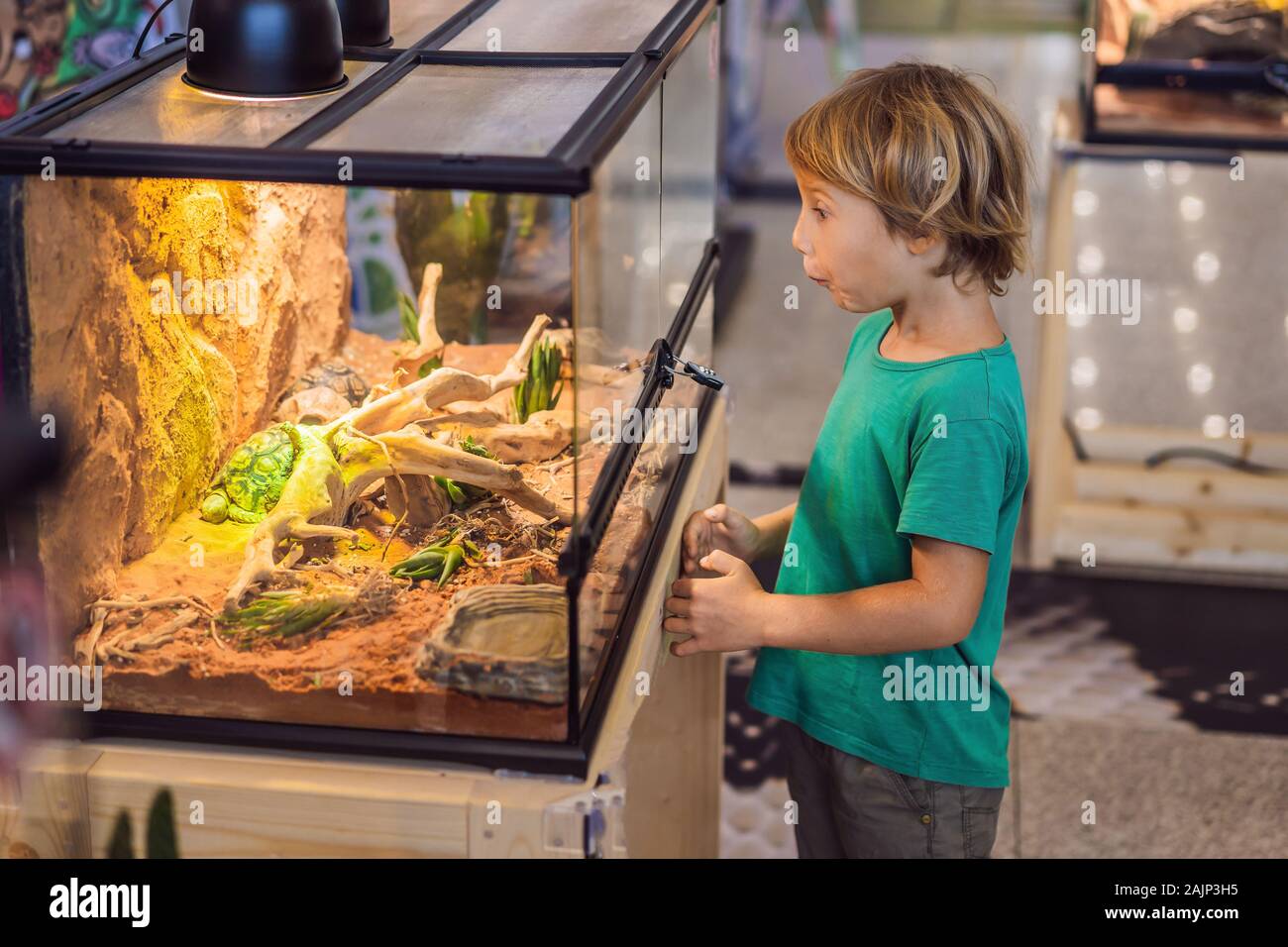Petit enfant garçon admirer grandes tortues terrarium dans à travers la vitre Banque D'Images