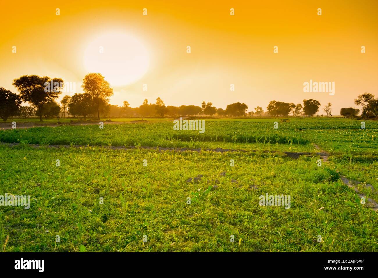 Belle image paysage de coucher de soleil sur les champs verts dans le Punjab,le Pakistan. Banque D'Images