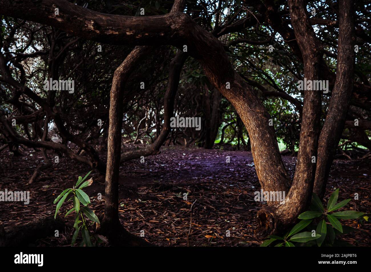 Branches et feuilles dans les bois Banque D'Images