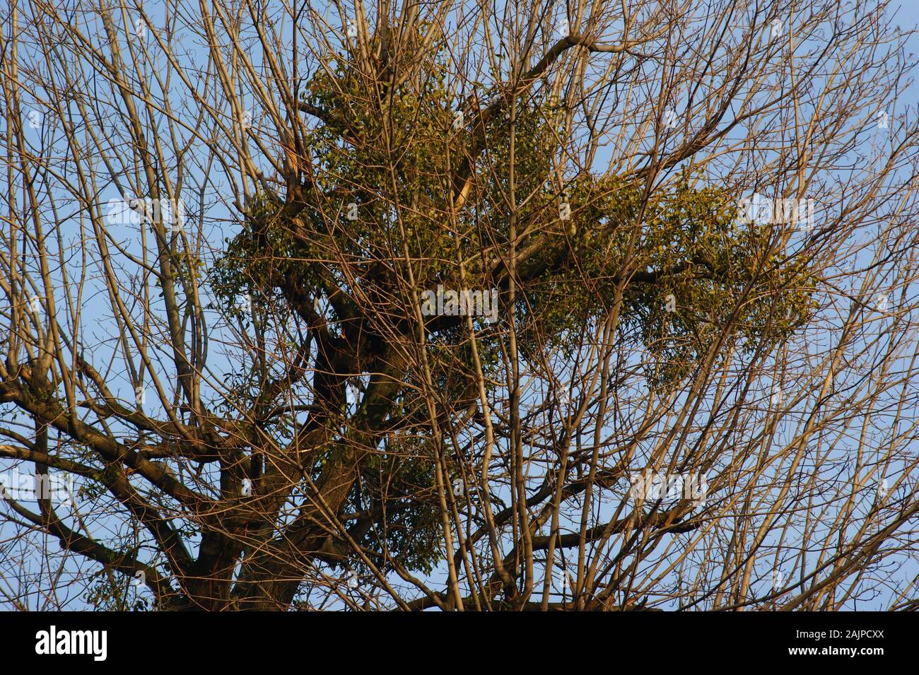 Le gui parasite sous protection overgrows la cime des arbres Banque D'Images