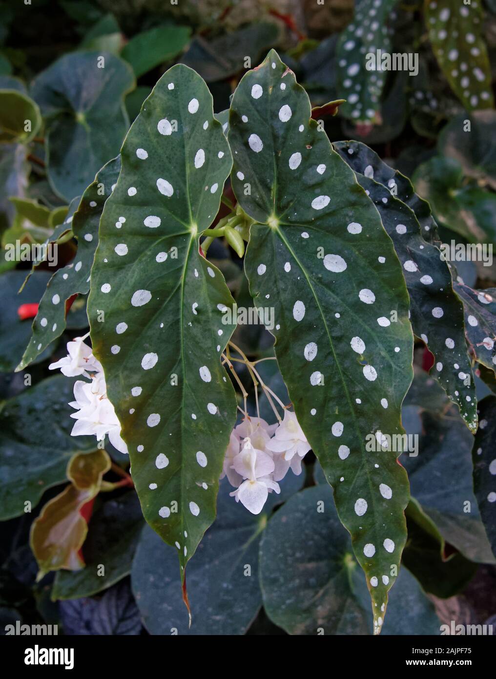 Bégonia tacheté Banque de photographies et d’images à haute résolution Alamy
