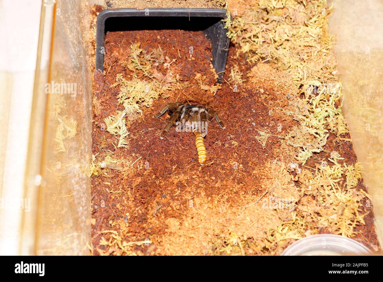 Babouin ROUGE TARANTULA se nourrissant d'un ver. Banque D'Images