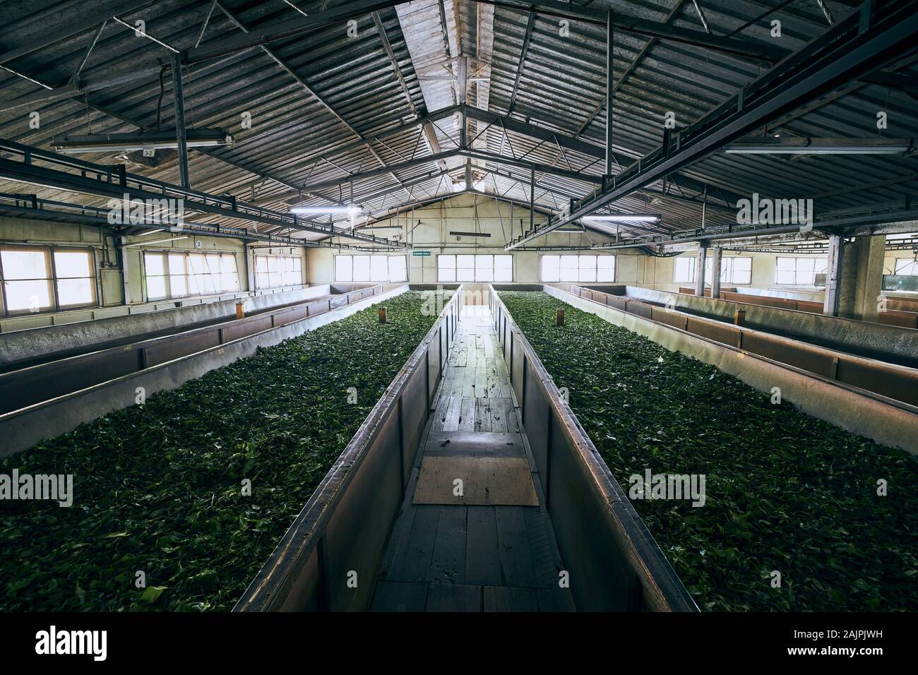 Le séchage des feuilles de thé. L'intérieur du processus de production, usine de thé de Sri Lanka. Banque D'Images