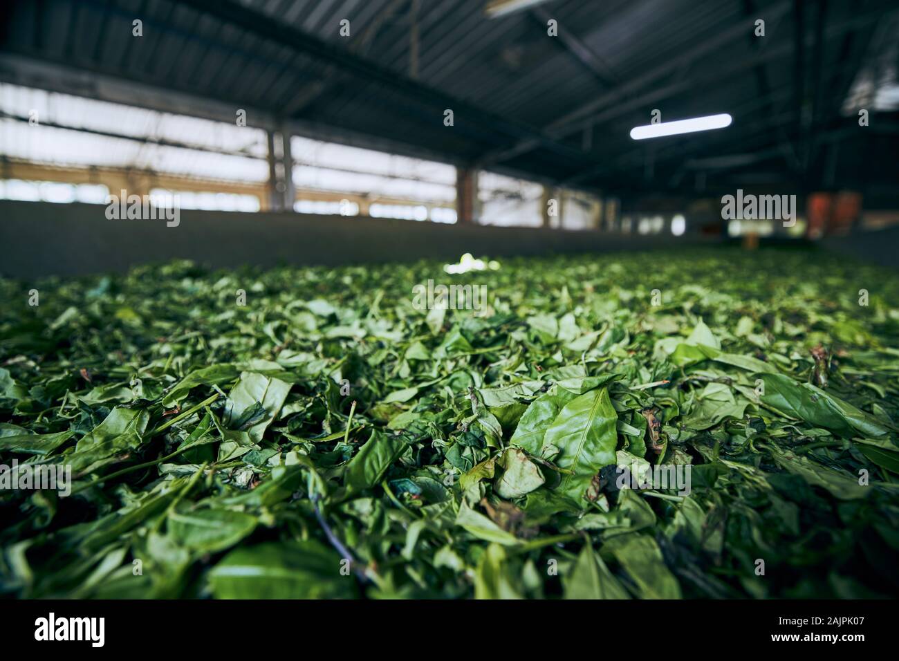Le séchage des feuilles de thé. L'intérieur du processus de production, usine de thé de Sri Lanka. Banque D'Images