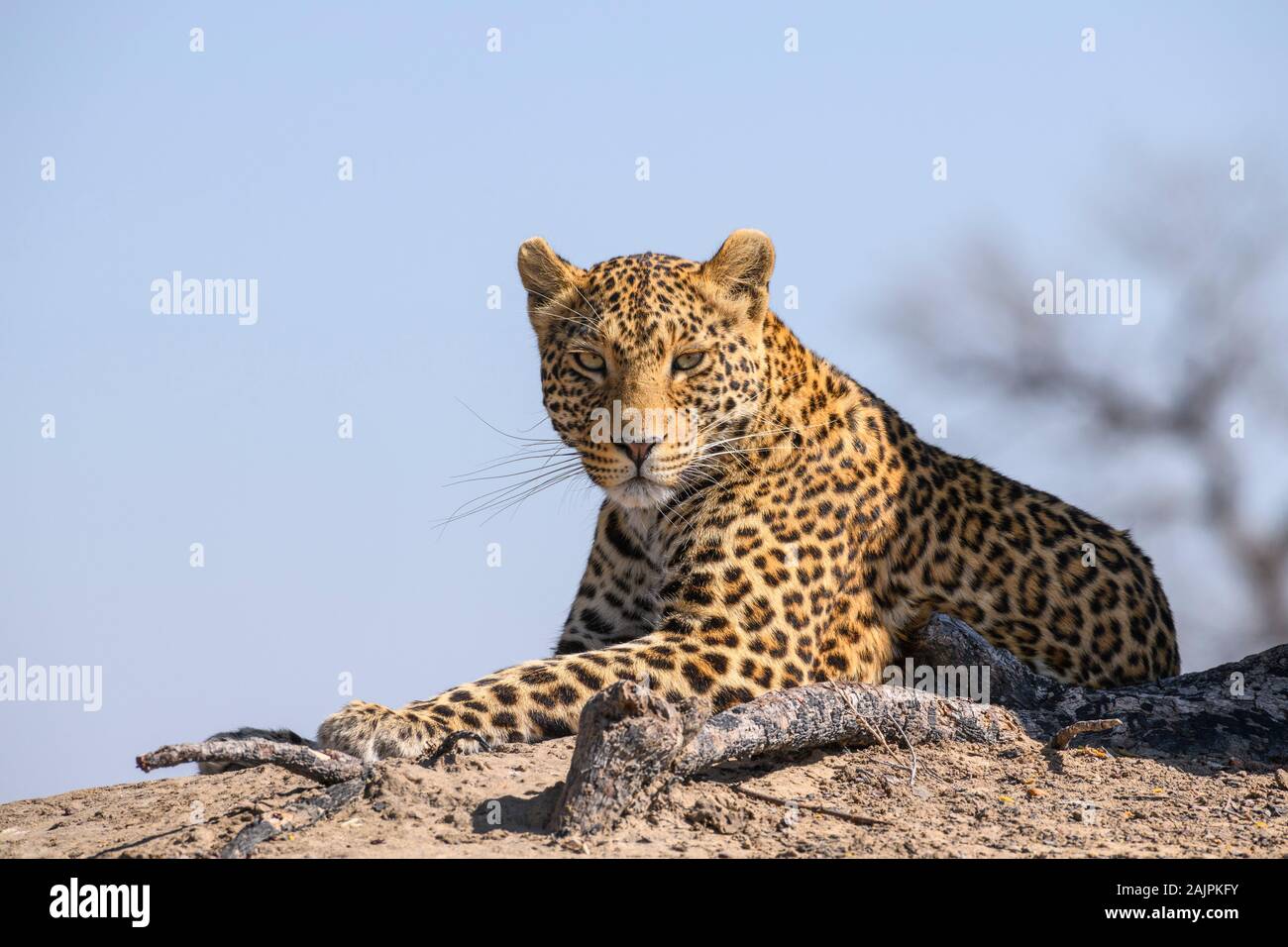 Mâle Leopard, Panthera pardus, donnant une vive stare, Bushman Plains, Okavanago Delta, Botswana Banque D'Images