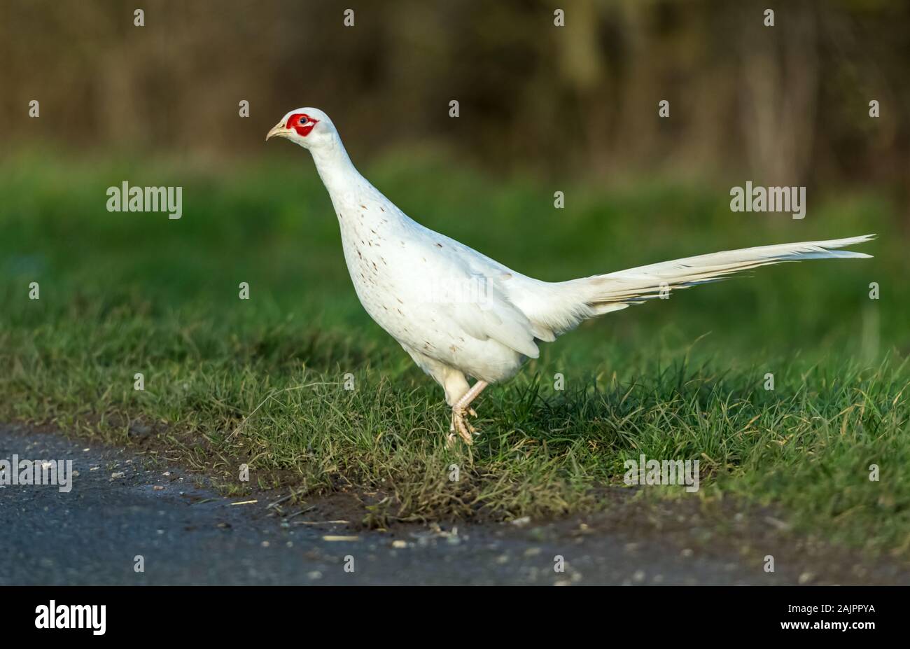 Leucistic blanc ou le faisan. (Nom scientifique : Phasianus colchicus) Rare chez un homme politique Faisan de Colchide, face vers la gauche et traverser Banque D'Images