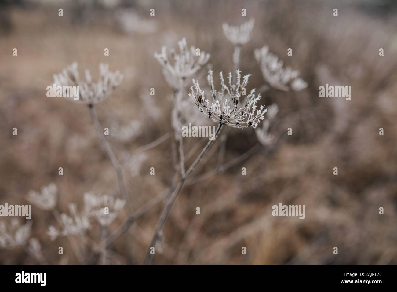 Herbe gelée recouverte de givre sur un fond brun Banque D'Images