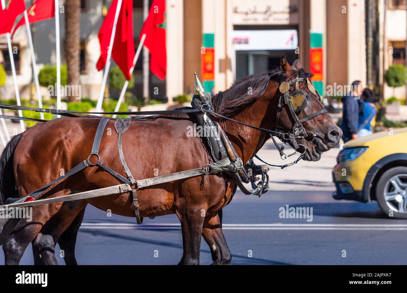 Un cheval dans un faisceau sur une rue de la ville, Marrakech, Maroc. Avec selective focus Banque D'Images