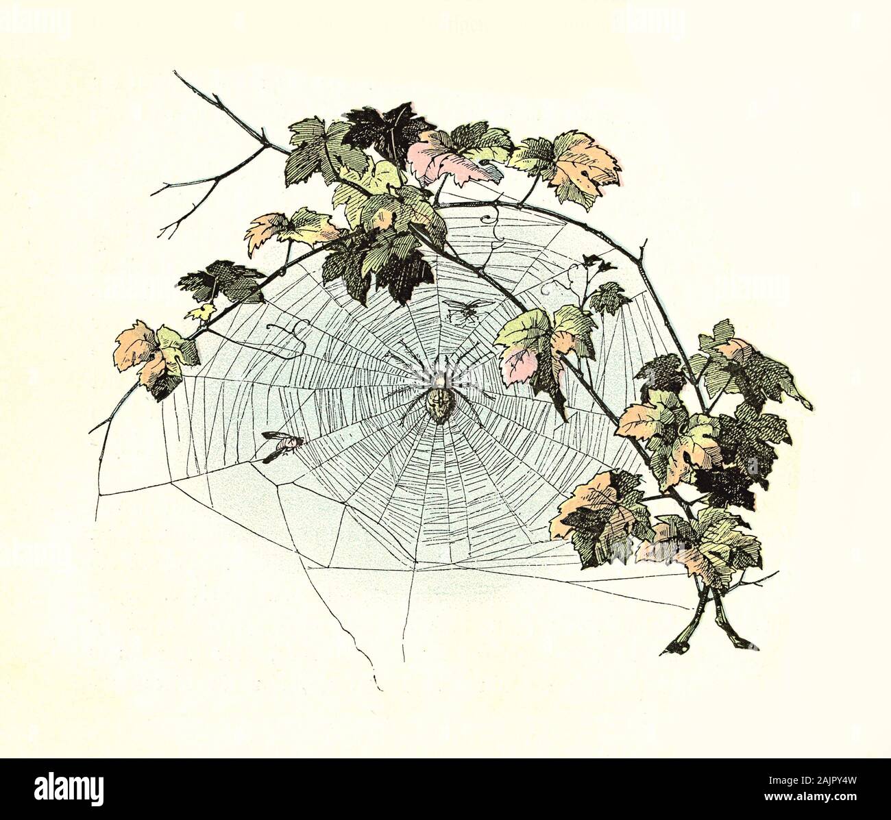 Belle fin de chapitre avec une scène d'automne vignette : Branche de feuilles de lierre, d'une araignée et son site web autour de Banque D'Images