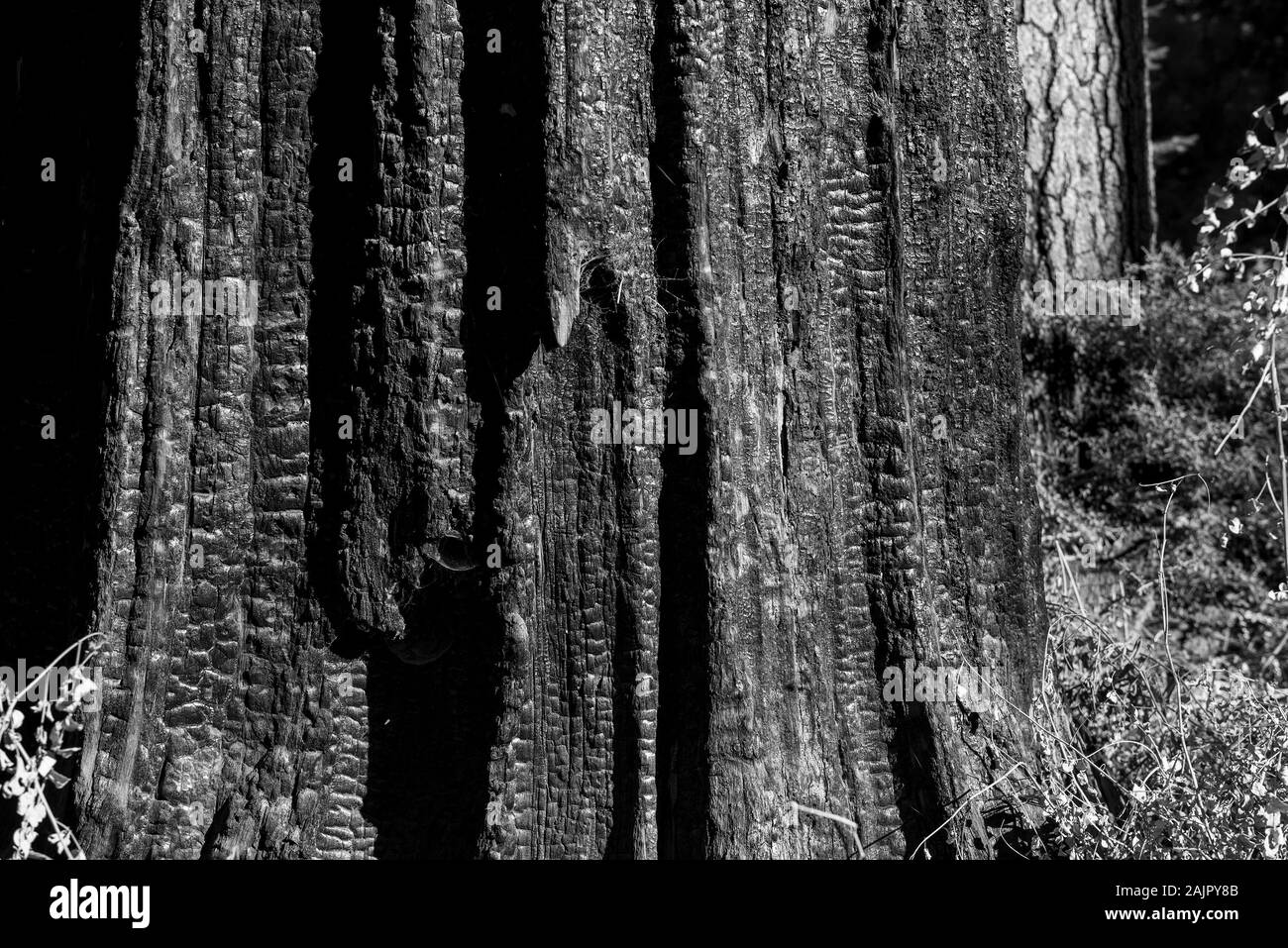 Base du tronc d'un arbre géant, Sequoia sempervirens, montrant des signes d'avoir survécu à un incendie. Ces arbres sont adaptées aux incendies périodiques, qui sont Banque D'Images