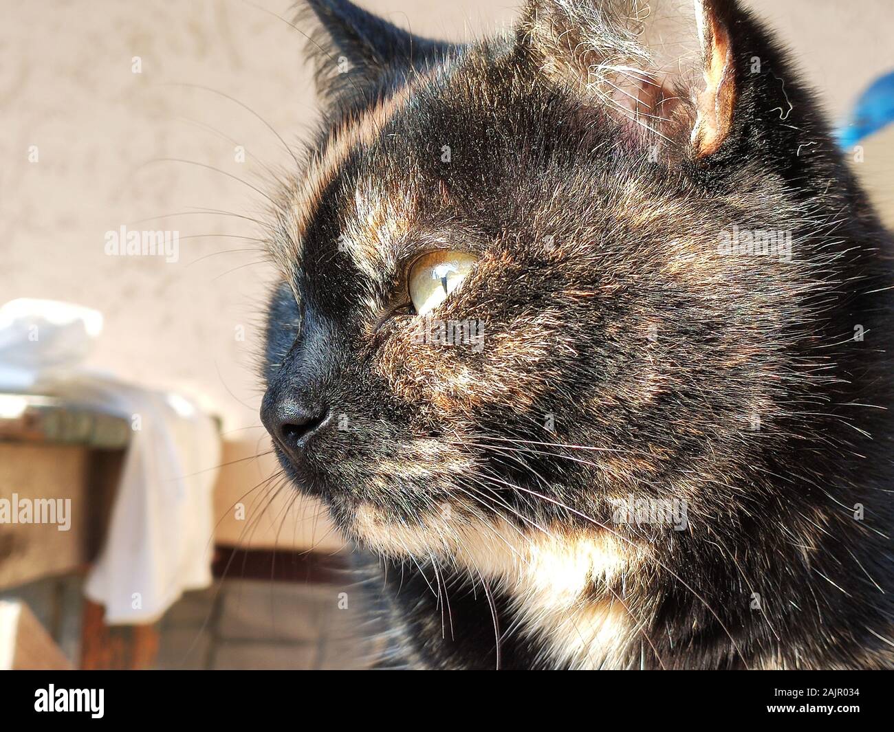 Tricolore Cat. Le chat tortue est bien en place et regarde loin Banque D'Images