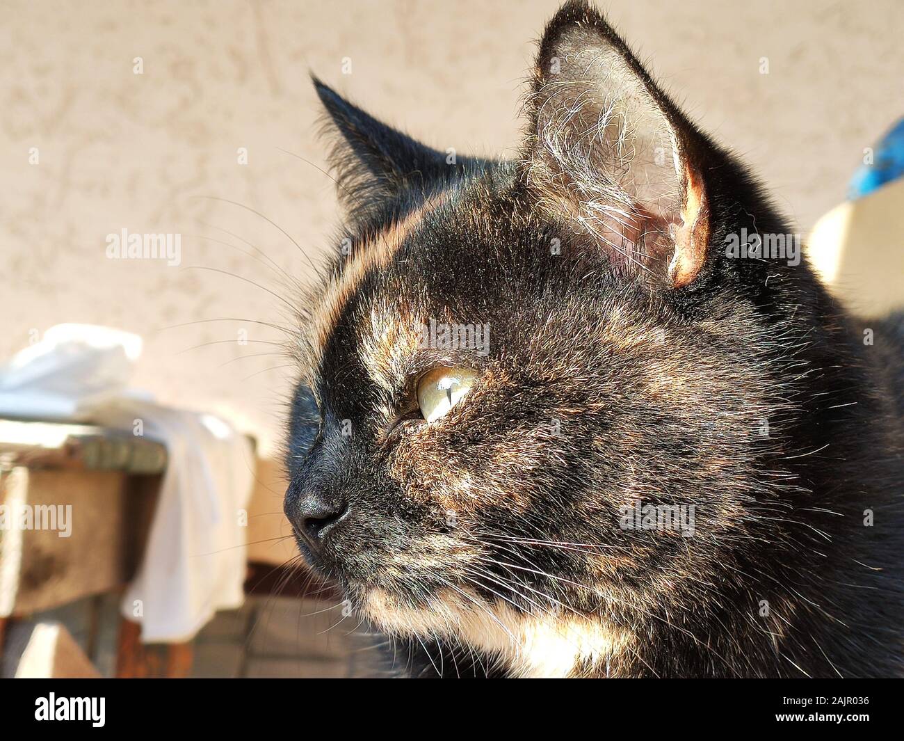 Tricolore Cat. Le chat tortue est bien en place et regarde loin Banque D'Images