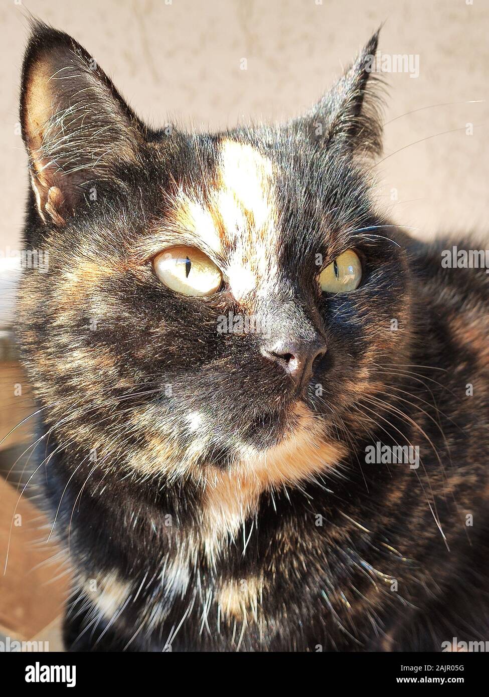 Tricolore Cat. Le chat tortue est bien en place et regarde loin Banque D'Images