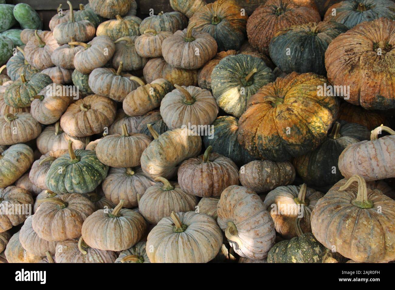 Pumpkins en Thaïlande, a chair jaune vif dense.Il prend plus de temps à cuire que ses cousins de l'ouest. Lorsqu'il est cuit,gomme semblable à la texture de pommes de terre rouge. Banque D'Images