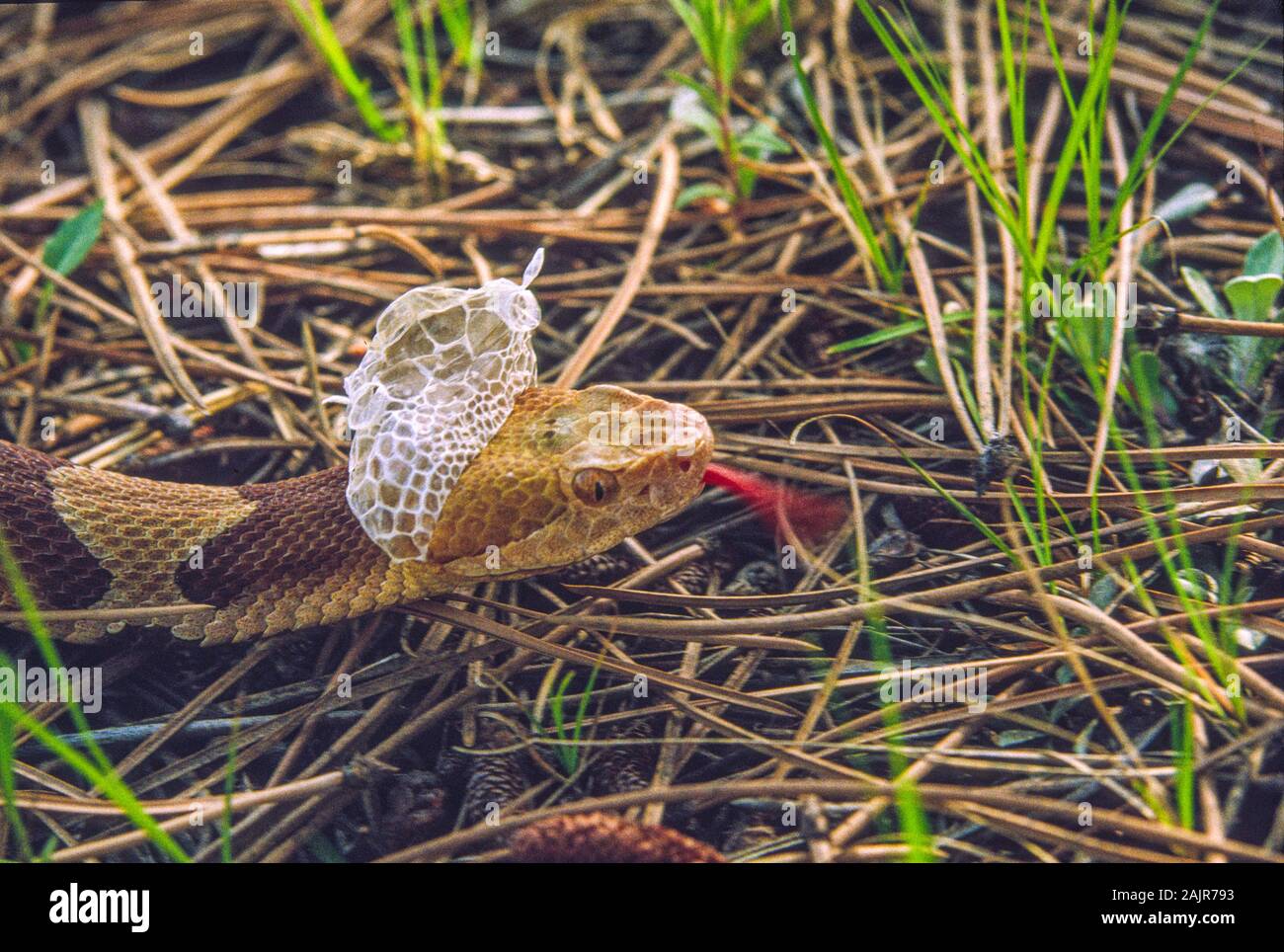 Serpent Copperhead projetant sa peau ; Agkistrodon contortrix. Banque D'Images