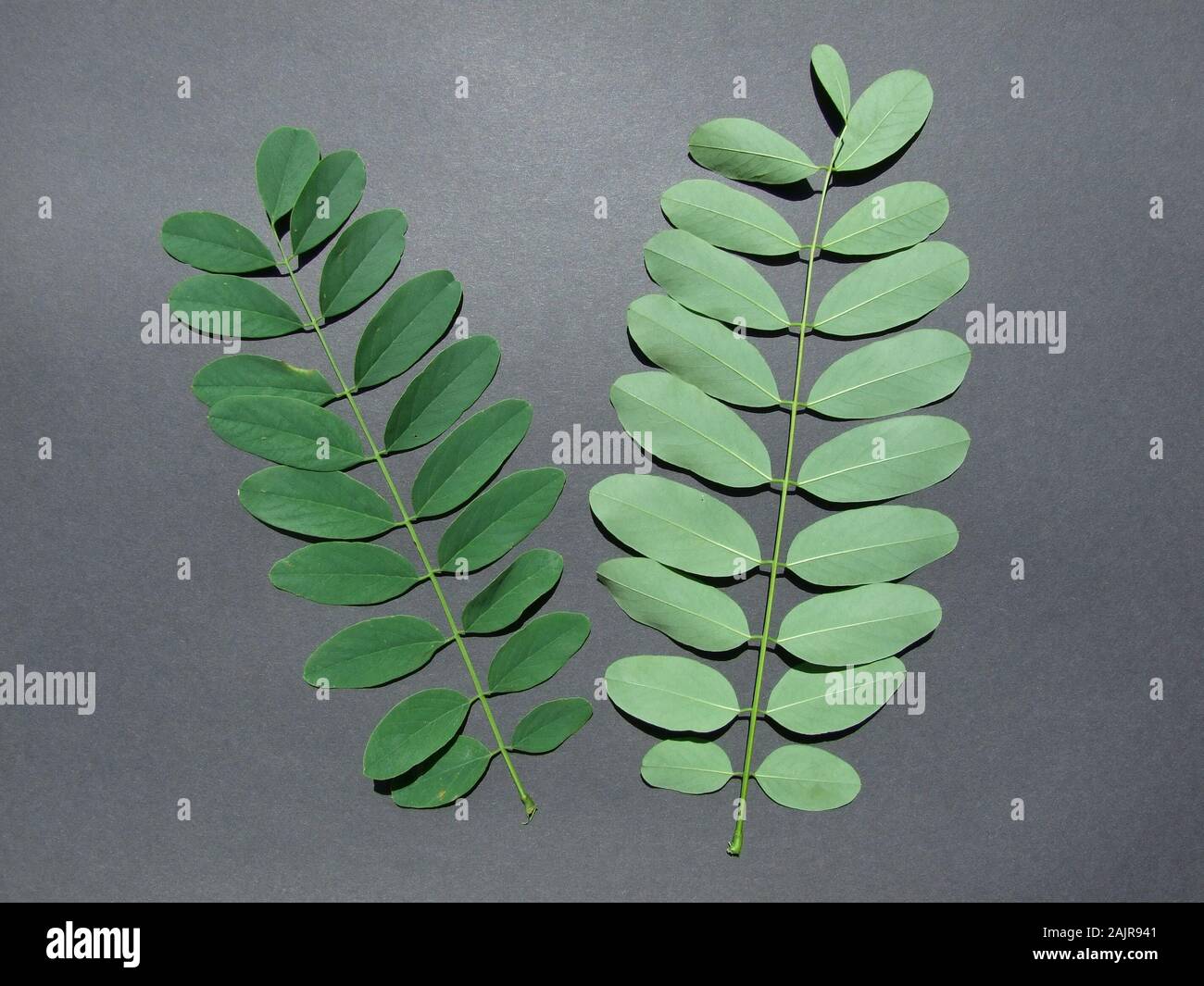 Robinia, acacia, shamacacia, robinia pseudoacacia, fausse Acacia, Locust Tree, Black Locust Banque D'Images