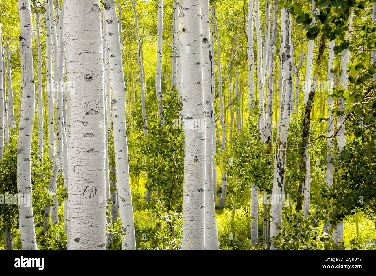 Avec la forêt de peuplier faux-tremble, de l'Utah USA Banque D'Images