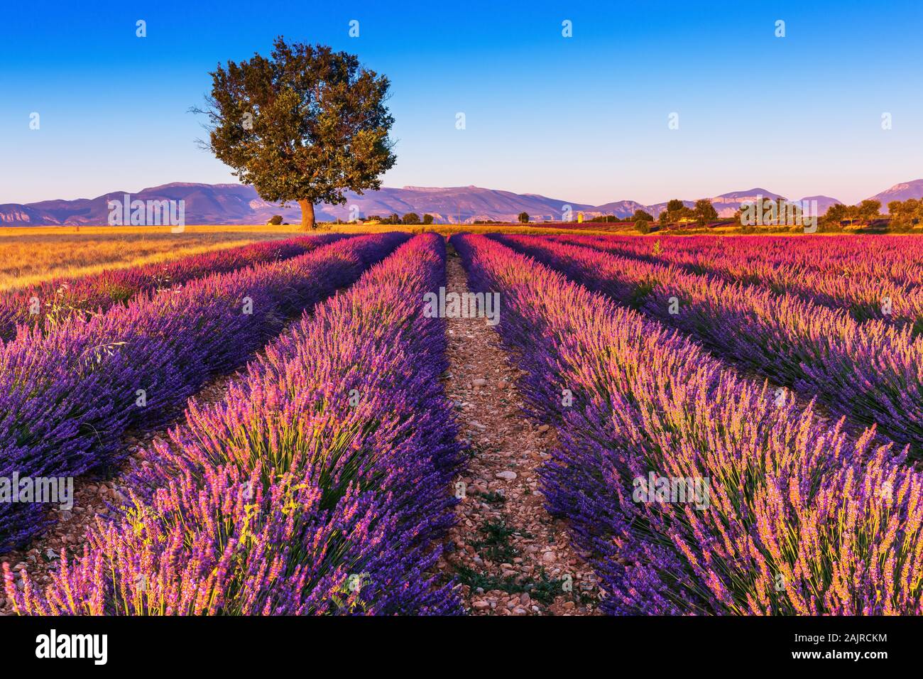 Provence, France. Champs de lavande sur le Plateau de Valensole. Banque D'Images