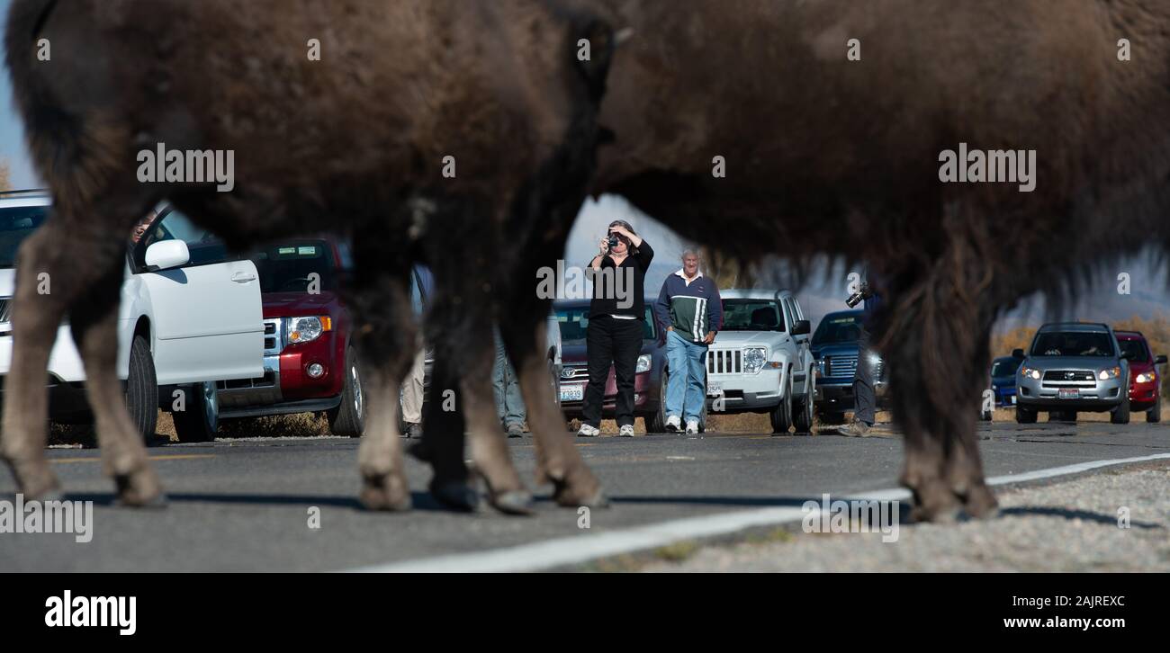 Touristes sortez de leurs voitures pour photographier le bison sur la route dans le parc national de Grand Teton Banque D'Images