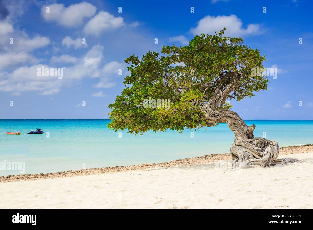 Aruba, Antilles néerlandaises. Divi Divi arbre sur la plage. Banque D'Images