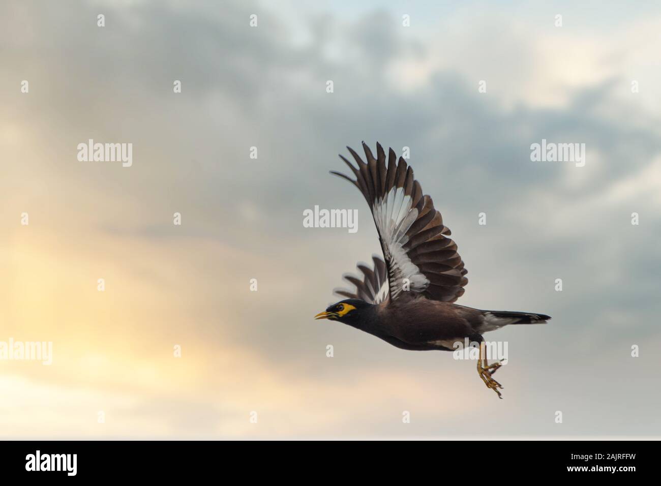 L'myna est un oiseau de la famille de Starling. Il s'agit d'un groupe de passereaux qui sont originaire du sud de l'Asie, en particulier l'Inde, le Pakistan et Bangla Banque D'Images