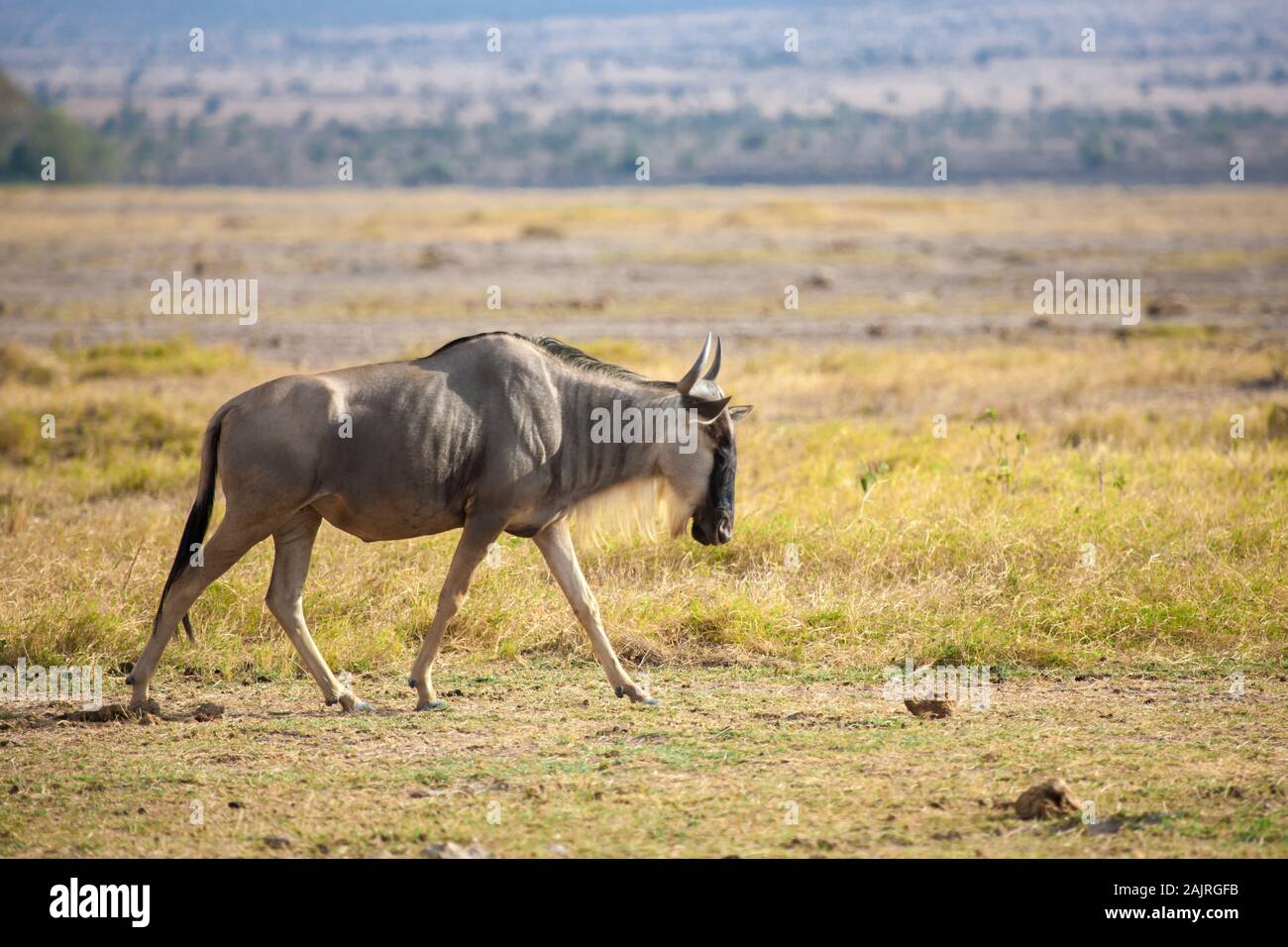 Antilope Gnu est la marche, en safari au Kenya Banque D'Images