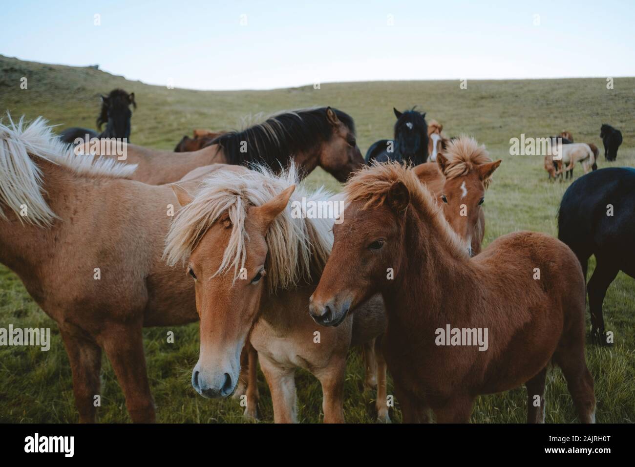 Jeunes chevaux ensemble dans le champ avec une lumière dramatique Banque D'Images