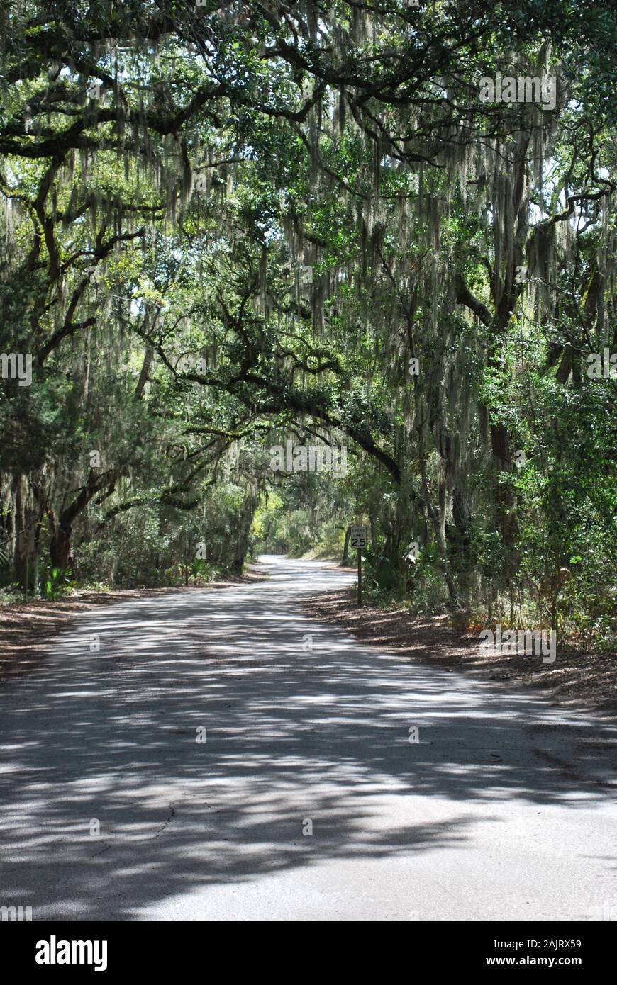 Le soleil de septembre brille par une route ombragée dans le parc national de fort Clinch, en Floride, aux États-Unis Banque D'Images