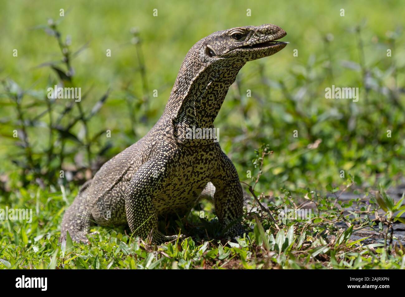 Le contrôle de l'eau d'Asie (Varanus salvator), également appelé contrôle de l'eau courante, un grand lézard varanid originaire d'Asie du Sud et du sud-est. Banque D'Images