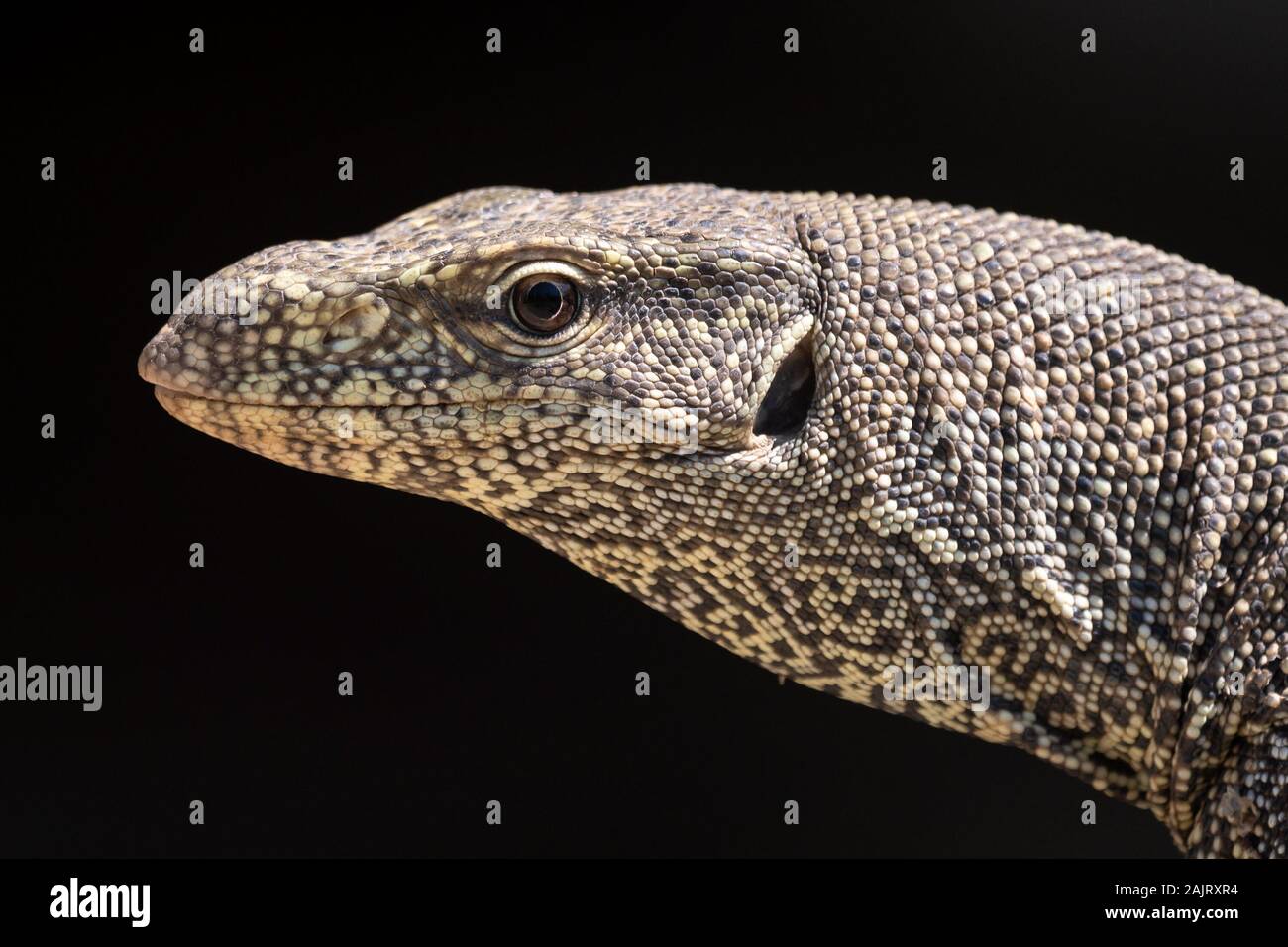 Le contrôle de l'eau d'Asie (Varanus salvator), également appelé contrôle de l'eau courante, un grand lézard varanid originaire d'Asie du Sud et du sud-est. Banque D'Images