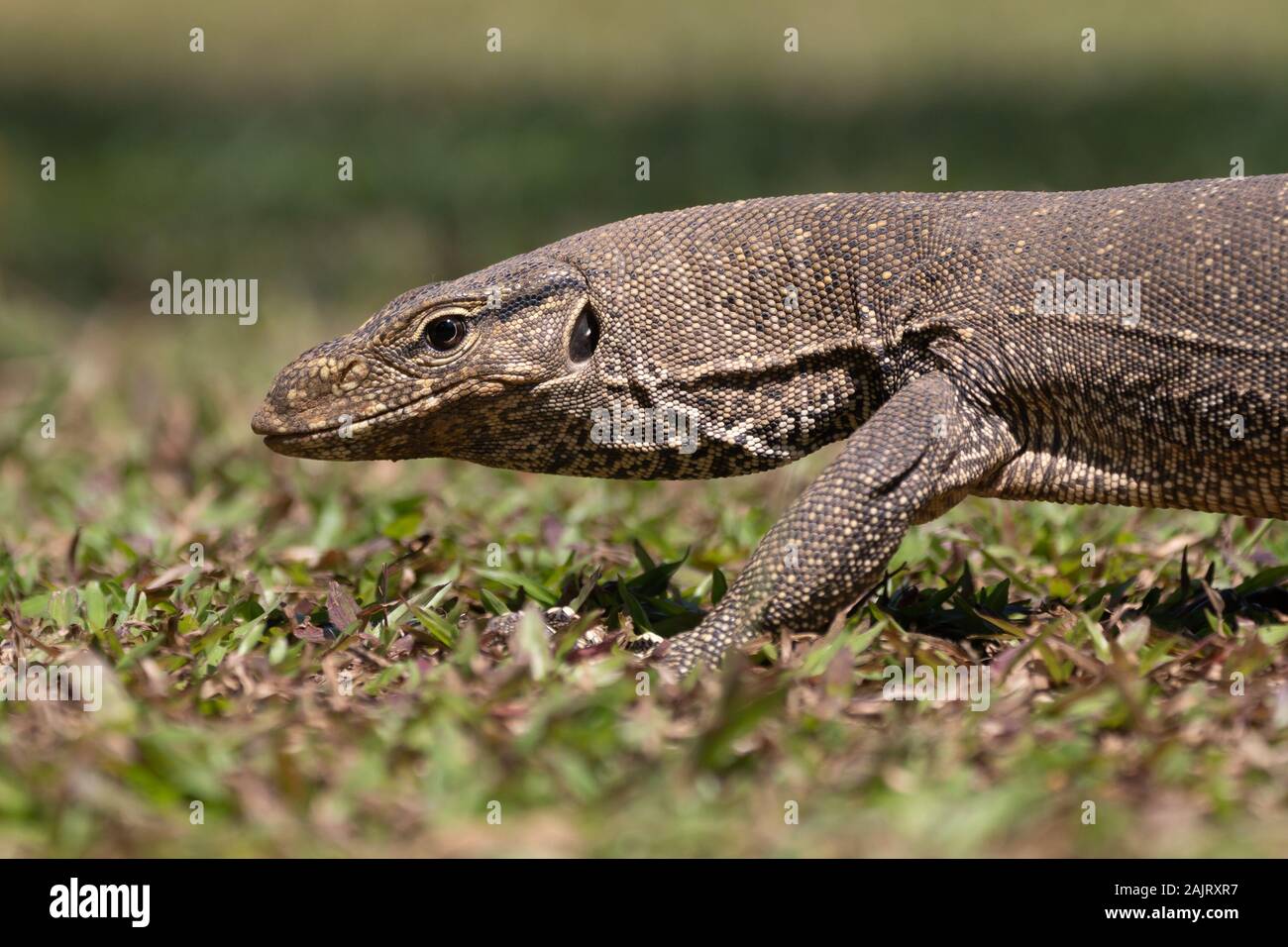 Le contrôle de l'eau d'Asie (Varanus salvator), également appelé contrôle de l'eau courante, un grand lézard varanid originaire d'Asie du Sud et du sud-est. Banque D'Images