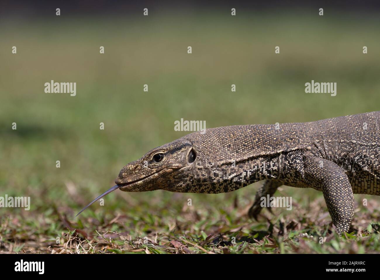 Le contrôle de l'eau d'Asie (Varanus salvator), également appelé contrôle de l'eau courante, un grand lézard varanid originaire d'Asie du Sud et du sud-est. Banque D'Images