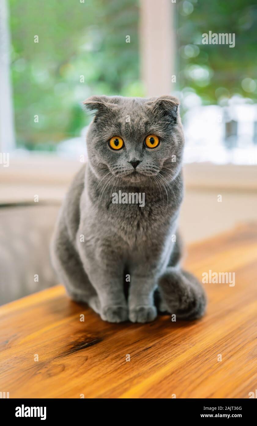 Mignon et beau chat. C'est British shorthair ou Scottish Fold chat gris. Banque D'Images