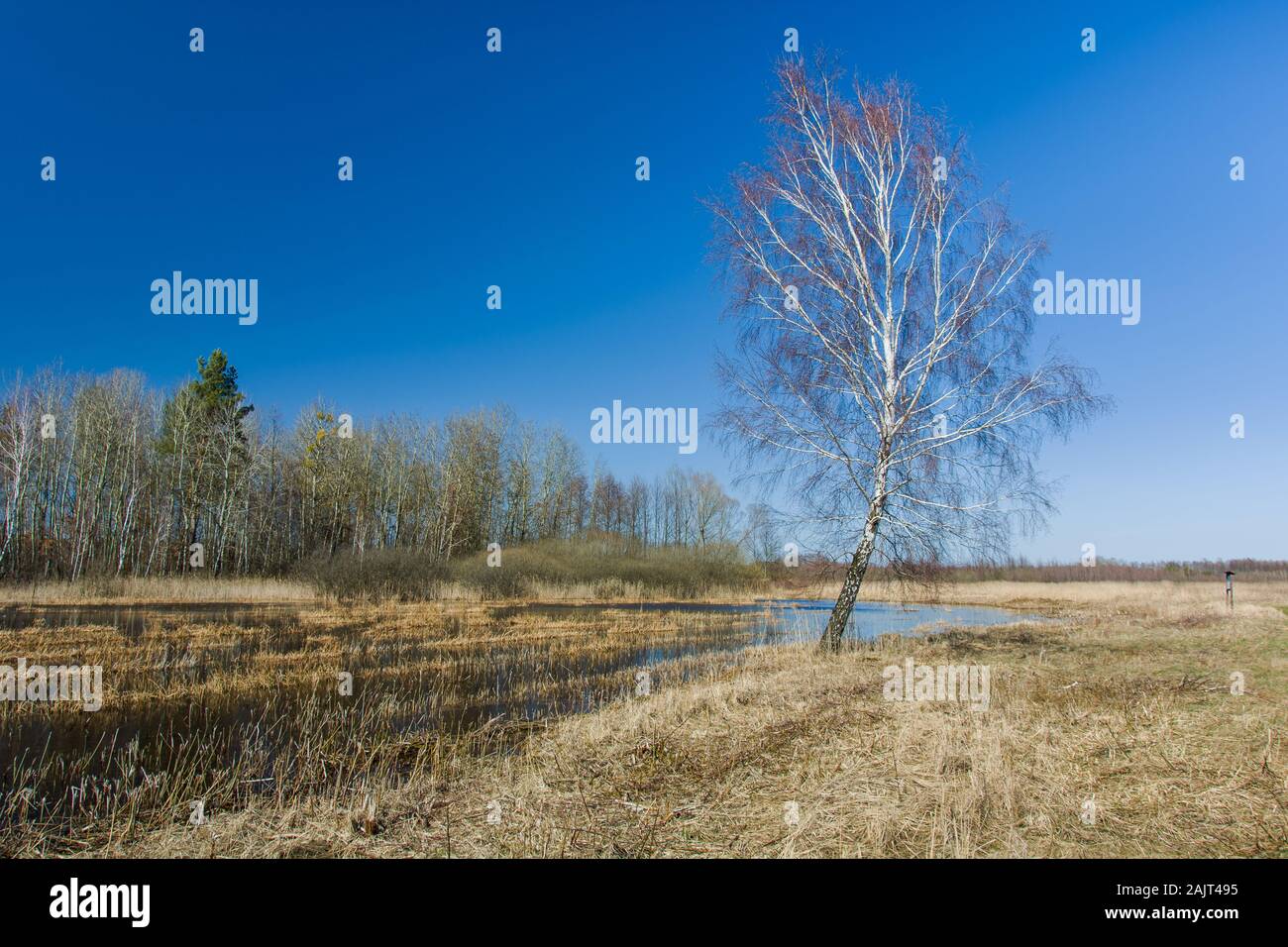 Bouleau et le pré inondé avec de l'eau Banque D'Images