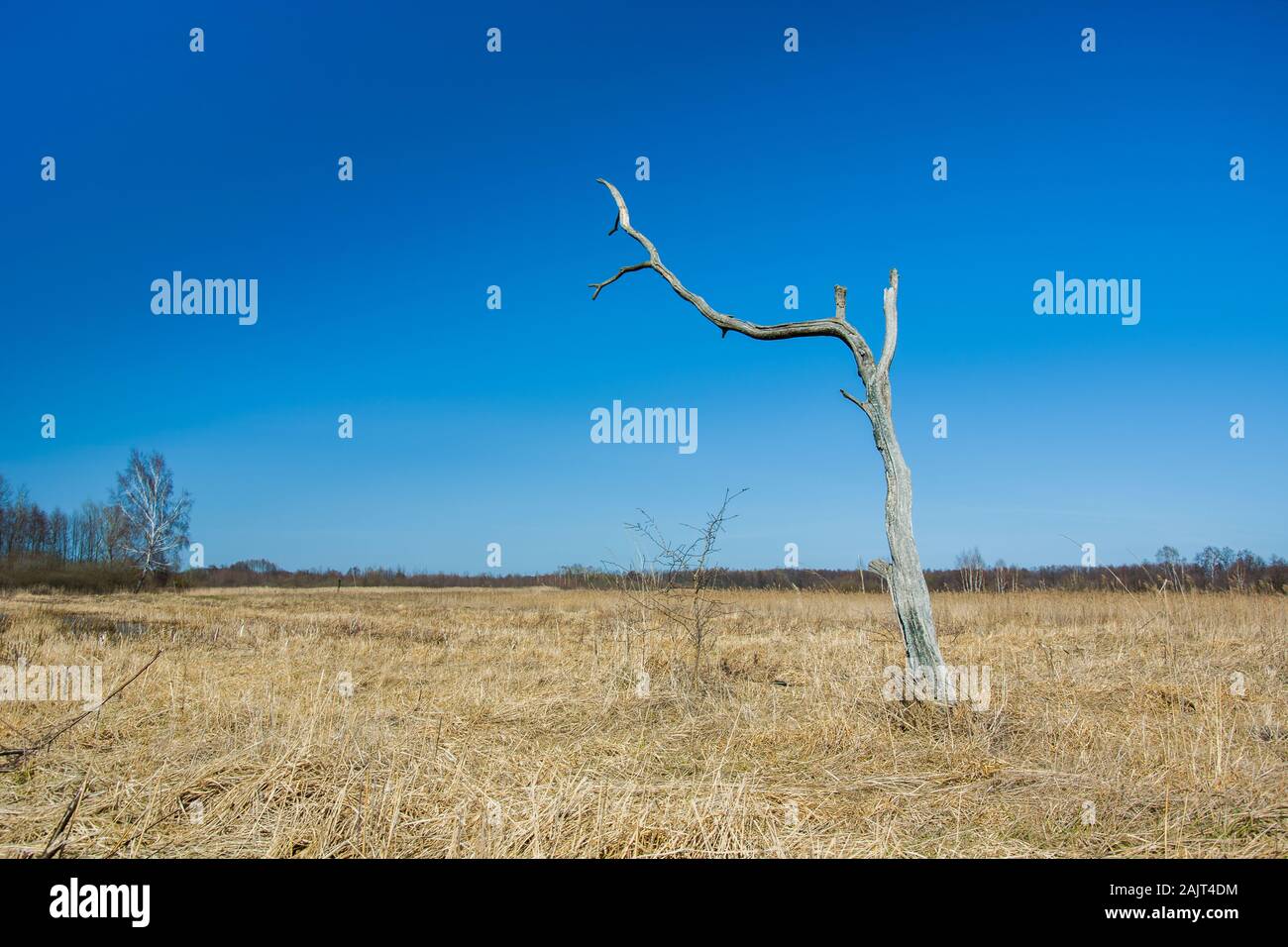 Vieil arbre mort sur le pré Banque D'Images