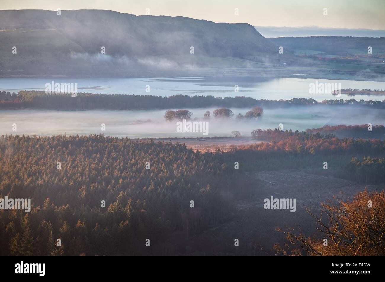 Couches de brume enveloppent un mixte de pin et bouleau blanc à côté de la forêt de terres agricoles, le Loch Leven National Nature Reserve, Ecosse, Royaume-Uni. Banque D'Images