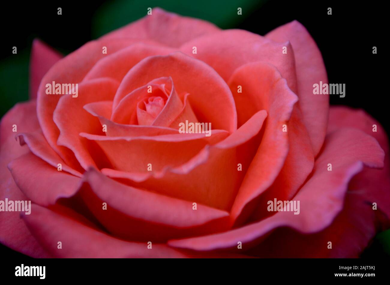 Fleur d'un rose-orange corail en fleurs-peach rose, grands pétales ci-dessous dans le centre. Banque D'Images
