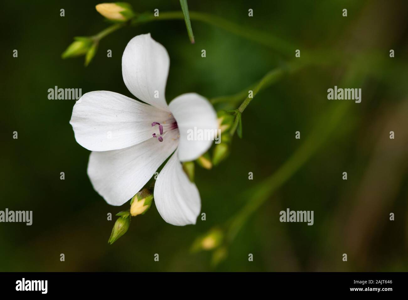 Fleur d'appressum de Linum Banque D'Images