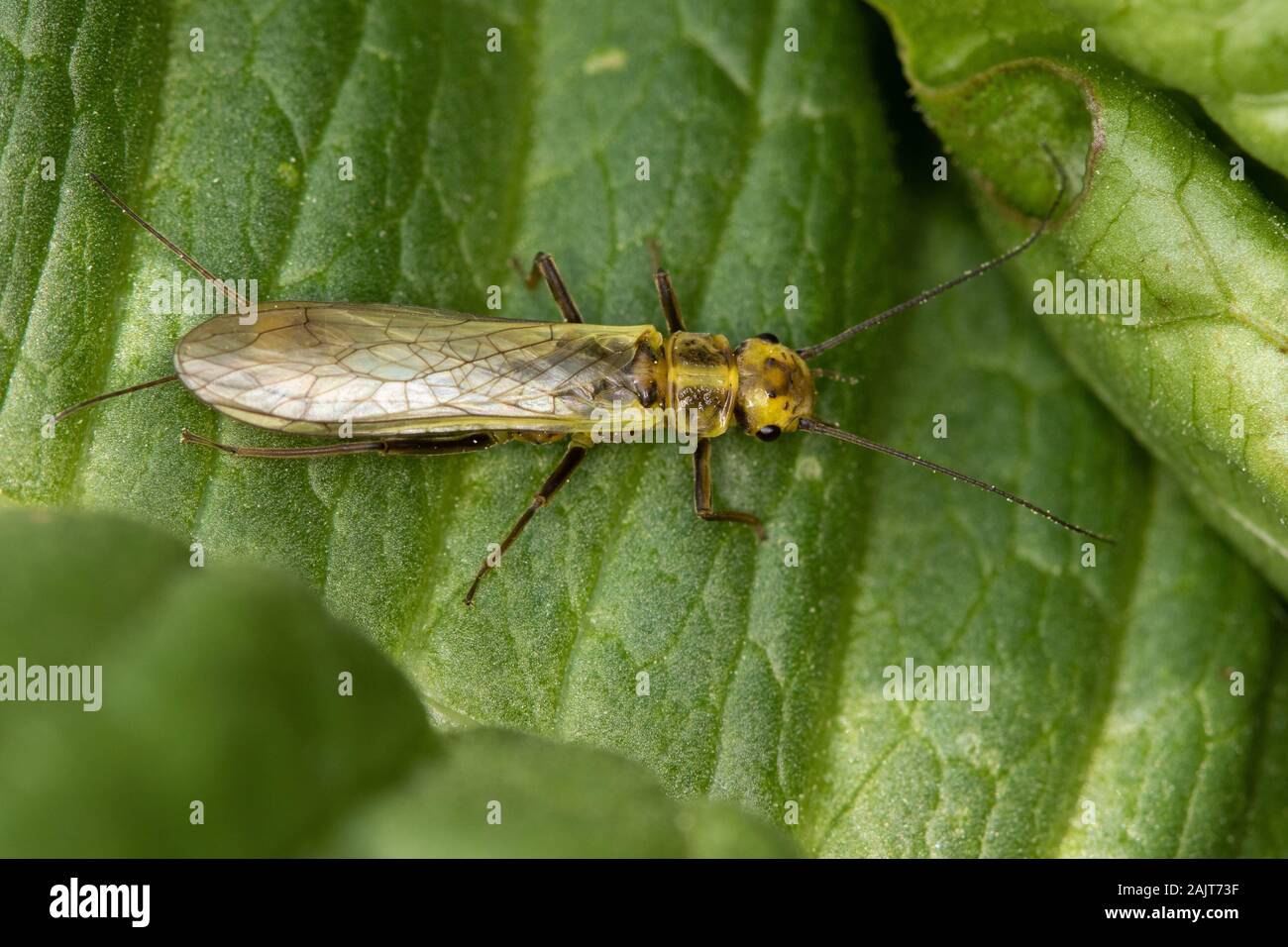Isoperla curtata - une stonefly endémique à l'Espagne Banque D'Images