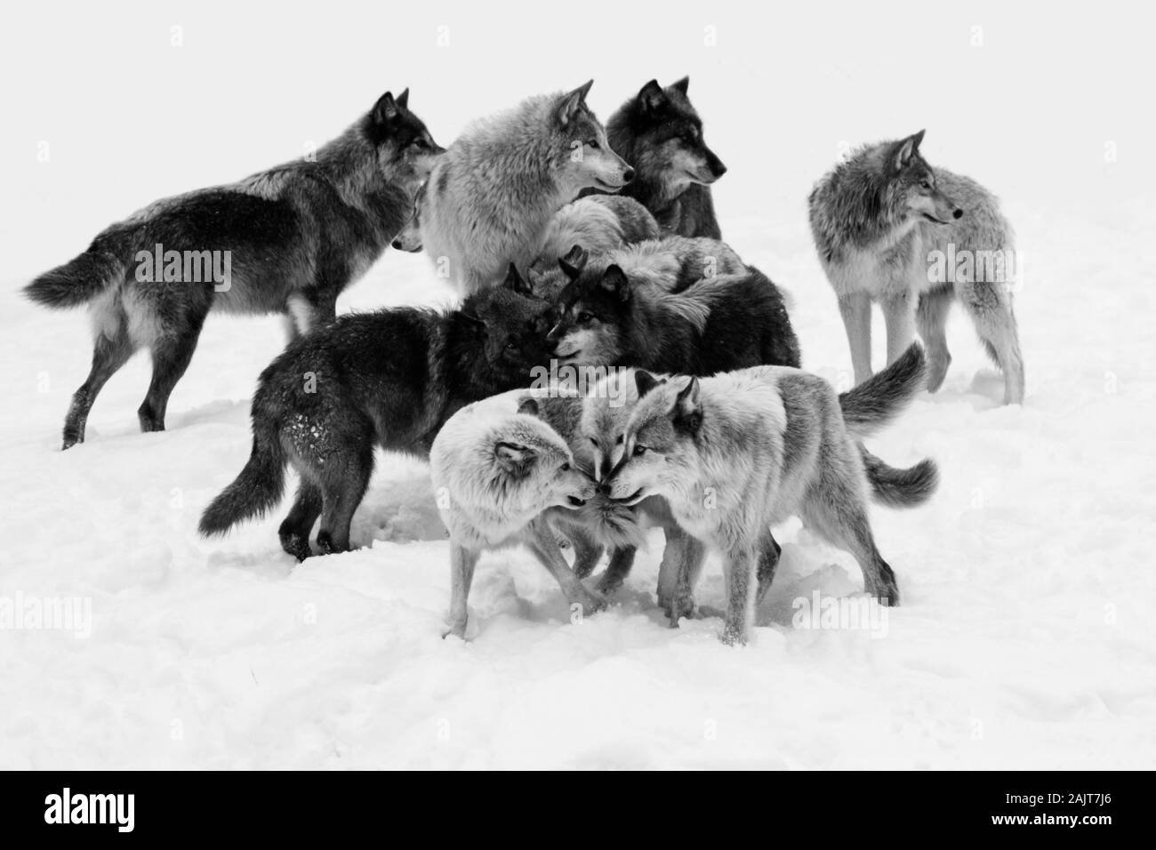 Wolf Pack en hiver Banque D'Images